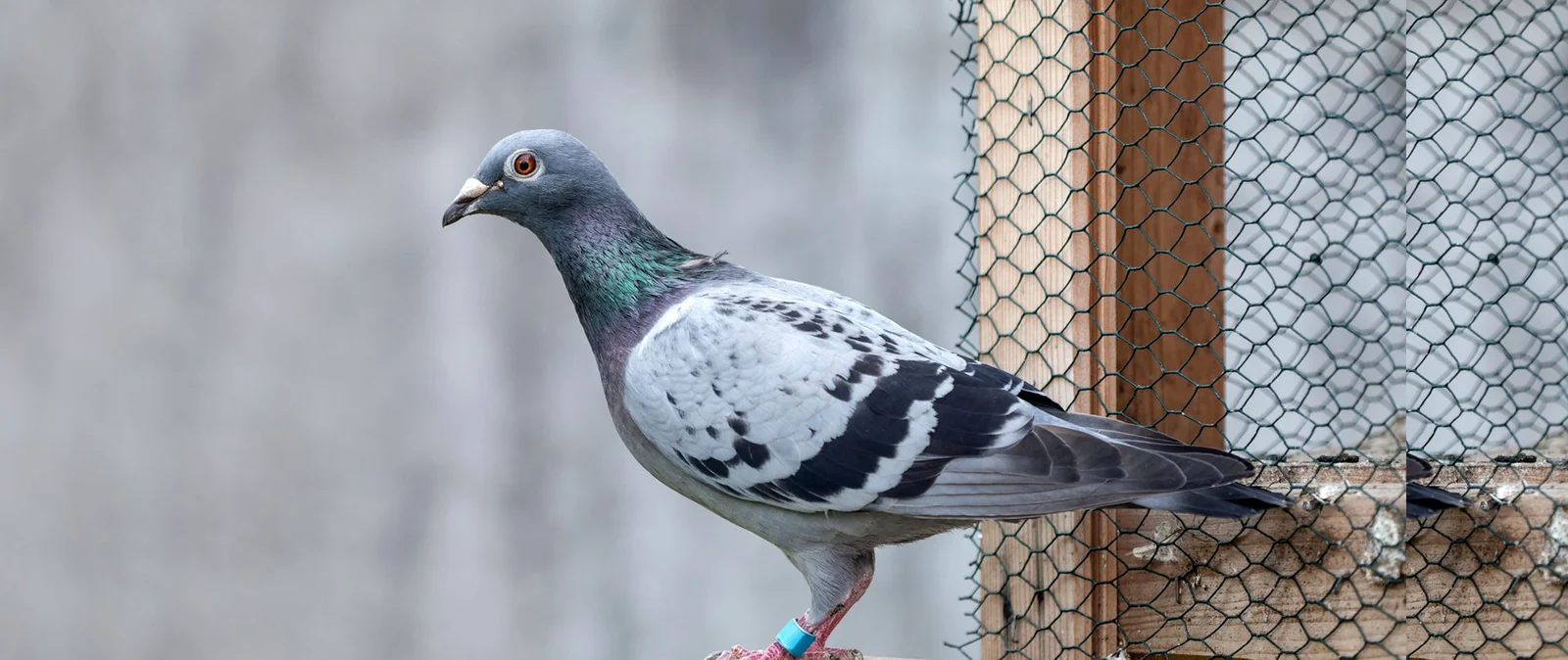 Bird Netting Services